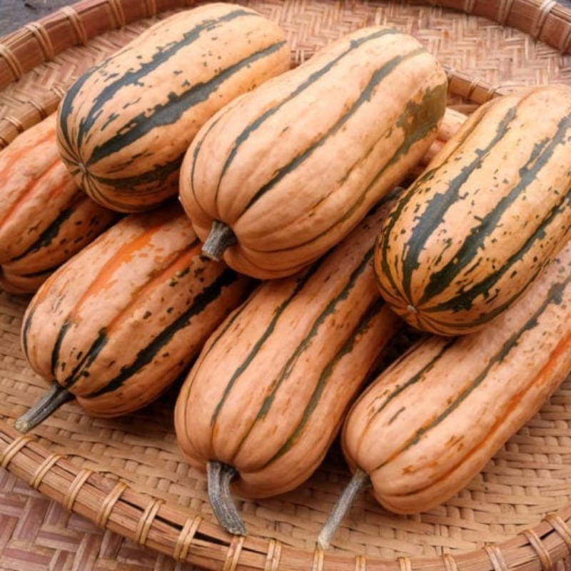 Delicata Squash Main Image